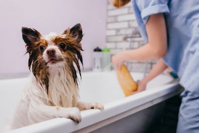 Pet Grooming and Pet Sitting Insurance in Wausau, WI by Advantage Insurance Services