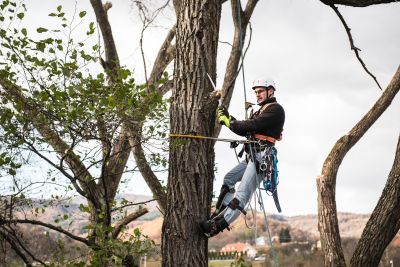 Tree Trimming Insurance in Wausau, WI by Advantage Insurance Services